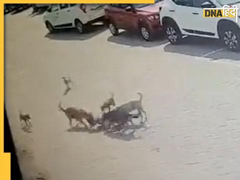 Stray Dogs attacks child in Hyderabad leaves him dead