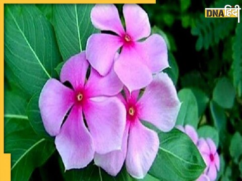 sadabahar flower leaves health benefits diabetes immunity booster know how to use