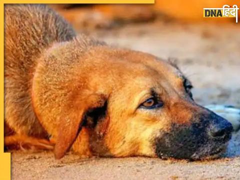 Delhi Man Rape Dog 