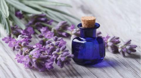 लैवेंडर ऑयल (Lavender oil)