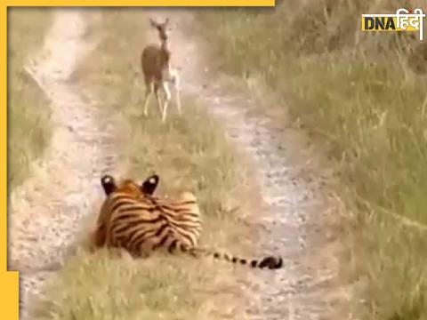 Tiger Deer Viral Video