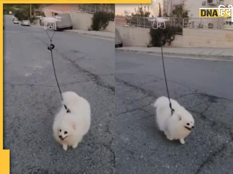 dog walking road drone control social media users shocked watch viral video  