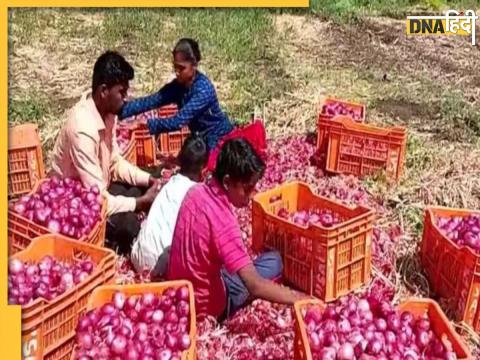 onion crops (सांकेतिक तस्वीर)