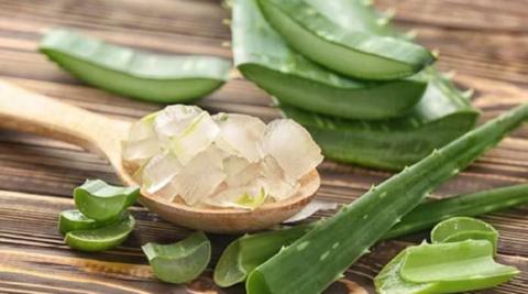 एलोवेरा (Aloe Vera)