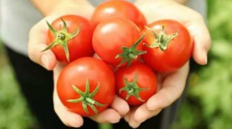 टमाटर (Tomato)