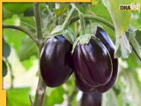 Benefits of Brinjal