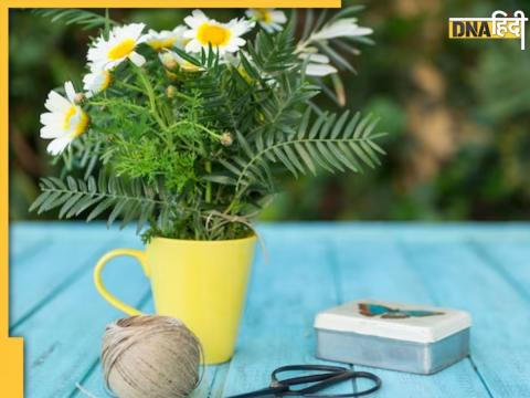 How To Grow Chamomile At Home