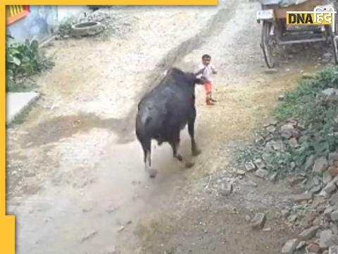 Bull Viral Video