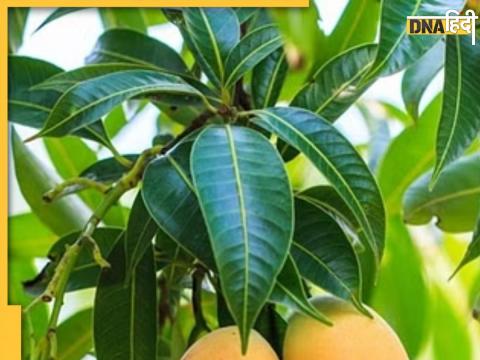 Mango Leaves Benefits