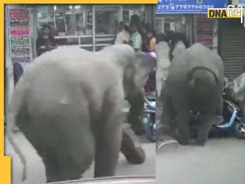 Angry elephant attack video viral