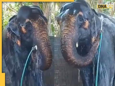 Elephant Video Viral