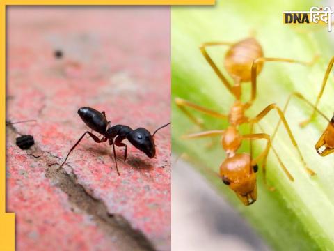 Astro Tips For Ant