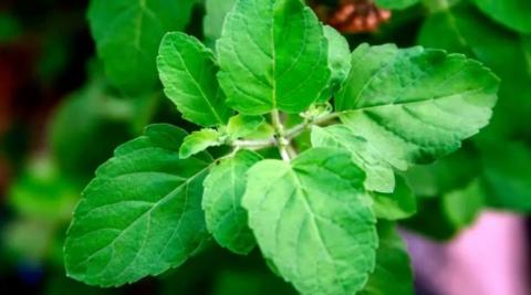 तुलसी (Tulsi)