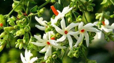 चमेली (Jasmine)