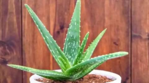 एलोवेरा (Aloe Vera)