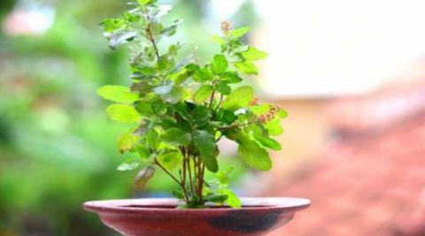 तुलसी (Tulsi)