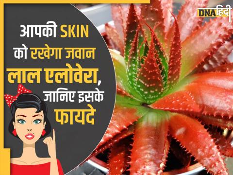 BENEFITS OF RED ALOE VERA