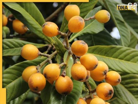 Loquat Fruit Control Cholesterol  