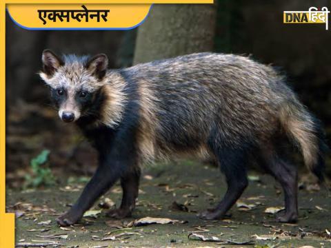 Raccoon Dogs