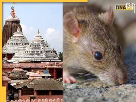 Rats in Jagannath Temple