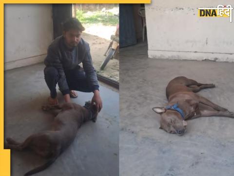 muzaffarnagar pitbull attacked gandasa walking owner young man killed dog up