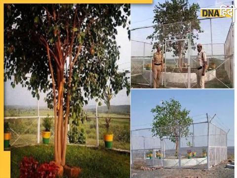 VVIP Tree in Madhya Pradesh