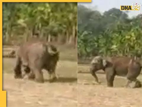 assam elephant brutality attacked farmer village boko area watch horrible viral video