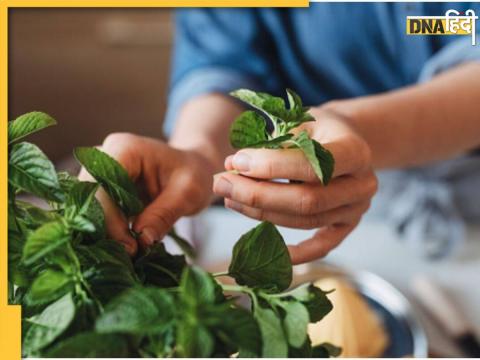 Kitchen Garden Plants