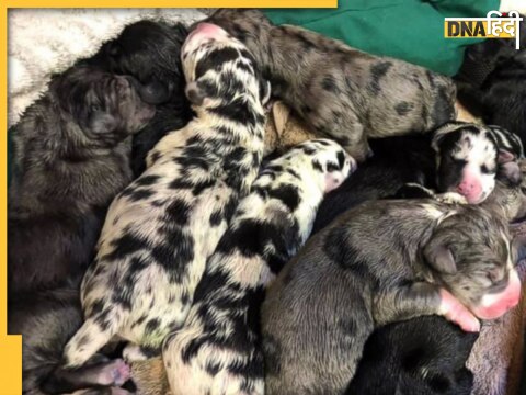 great dane dog give birth 21 puppies 27 hours usa pocahontas virginia special breed dog world record