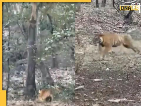 tiger leopard deadly fight haldwani uttarakhand wildlife watch who wins viral video 