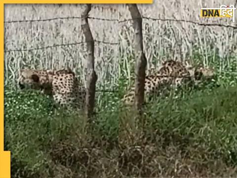 Kuno National Park Cheetah 