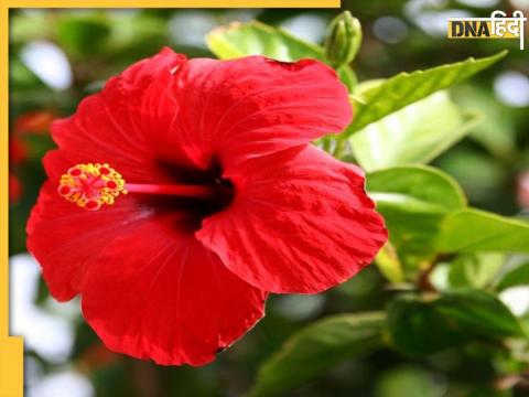 Hibiscus Plant Growing Tips 