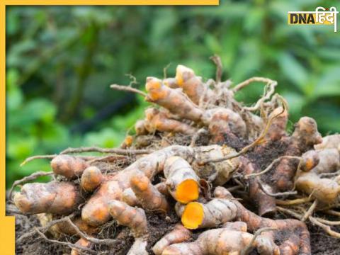 Raw Turmeric For uric Acid