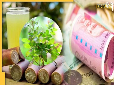 Tulsi and sugarcane juice tips 