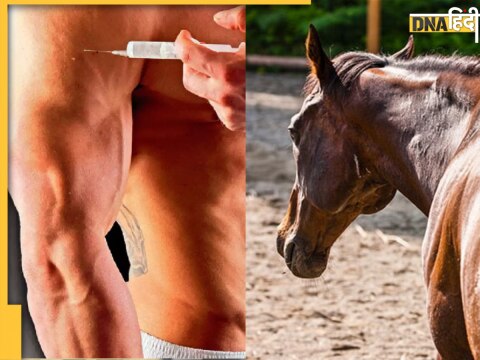 Body Building Horse Injection