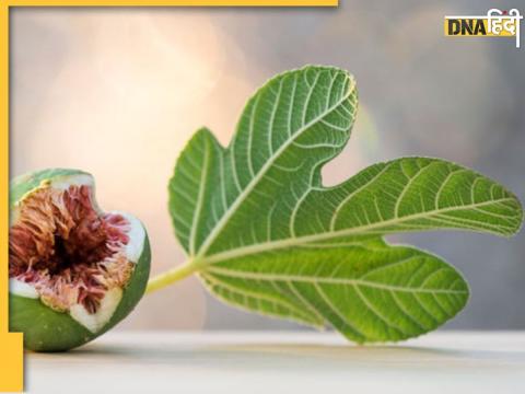 Anti Diabetes Fig Leaves