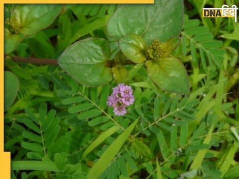 Punarnava kadha benefits for uric acid