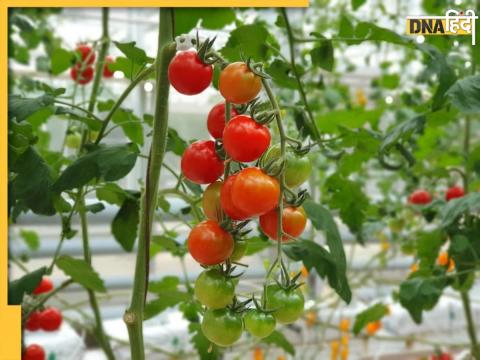 Tomato Plant Growing Tips