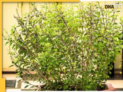 Tulsi Plant