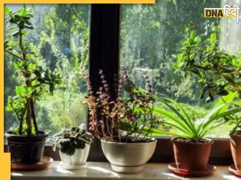 Vastu Tips For Plants