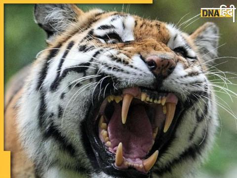 Tiger Attack (File Photo)