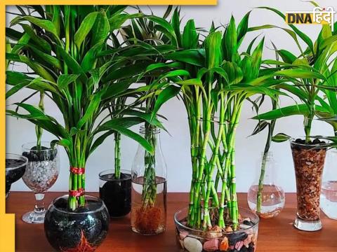 Bamboo Plant Vastu Tips