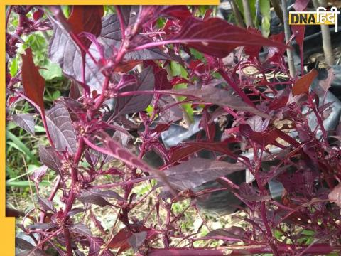 Red Spinach Benefits