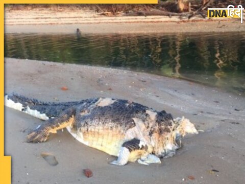 Beheaded Crocodile Found In Australia