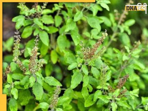 Tulsi Plant