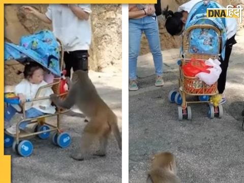 Monkey Attack on Child Video