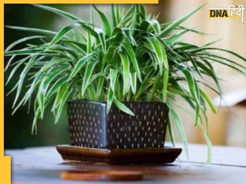 Benefits of Spider Plant