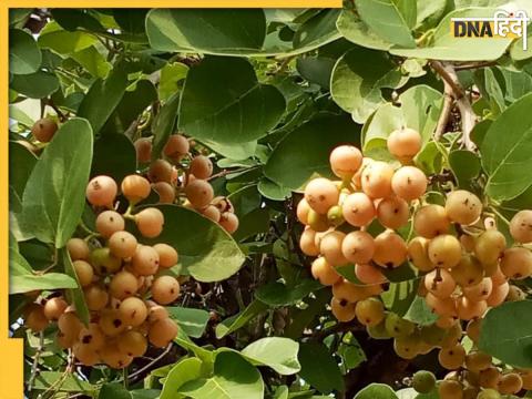 Amazing Health Benefits Of Lasoda