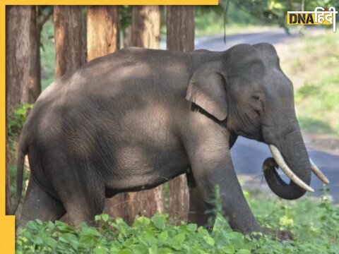 kerala forest department ready capture elephant eat rice attack people santhanpara chinnakanel