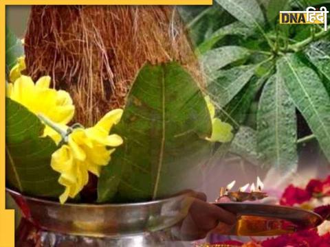 Mango Leaves Jyotish Upay